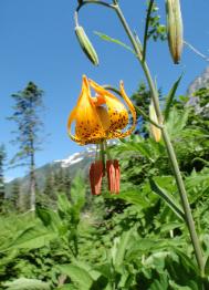 Hannagan Pass - Tiger Lily 2010